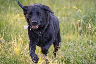 Black Labrador accross a grassy field