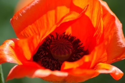 Close-up of a red poppy.